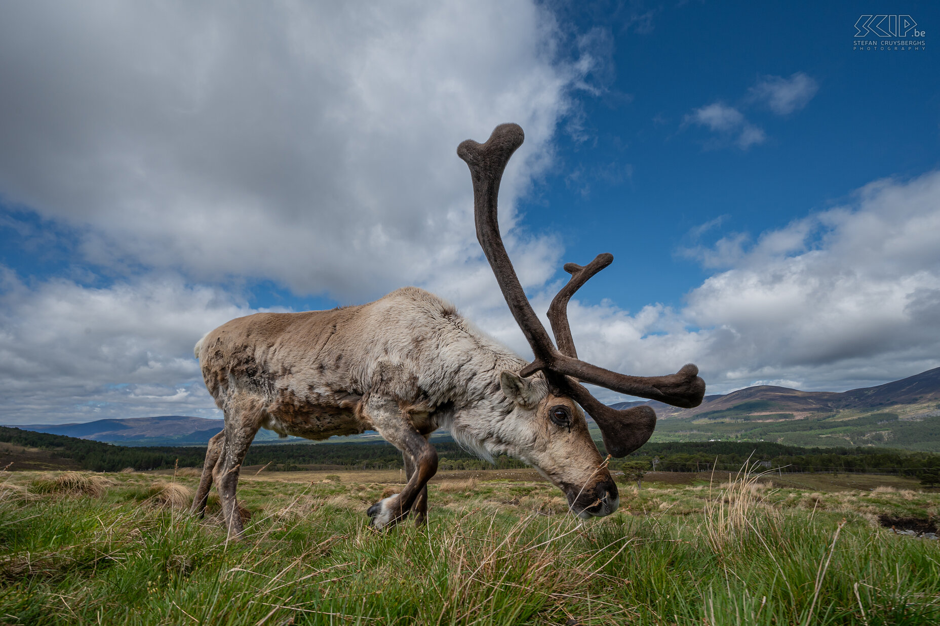 Cairngorms - Rendier Hoog in het Cairgnorms Nationaal Park ligt altijd wat sneeuw. En je kan er de semi-wilde rendieren bezoeken. Deze rendieren zijn belangrijk voor de begrazing van de vele grasvlakten in de bergen. Wilde Britse rendieren waren al enkele honderden jaren niet meer terug te vinden in het landschap. Maar in 1952 werd er een centrum opgericht en werden rendieren terug geïntroduceerd. Tegenwoordig leven hier zo’n 150 rendieren die een duurzame bijdrage leveren aan het landschap van de Scottisch Highlands. Stefan Cruysberghs